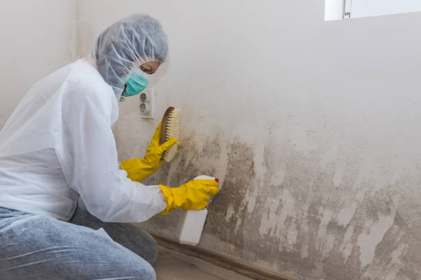 Professional Mold Removal in Denmark, SC