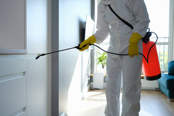 Best Toxic Mold Removal  in Denmark, SC