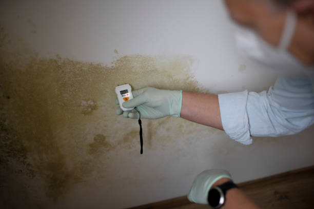 Best Mold Damage Repair  in Denmark, SC