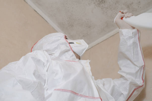 Best Professional Mold Removal  in Denmark, SC