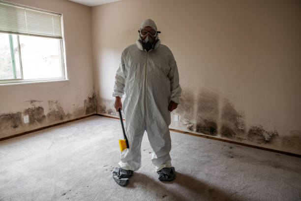 Attic Mold Removal in Denmark, SC